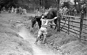 Equestrian Prints: Fast Horse Stuck Fast