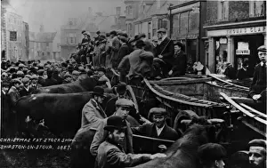 Fat Stock Show