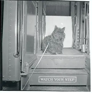 FDR's Dog Fala