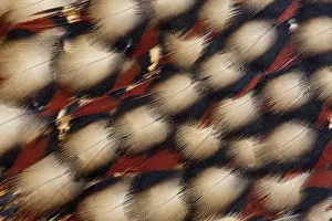 Modern Bird Feather Designs Gallery: Feather design of Cabots Tragopan