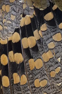 Modern Bird Feather Designs Gallery: Feather Design Greater Painted Snipe