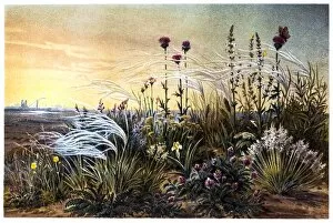 Looking At View Gallery: Feather Grass on a Russian Steppe