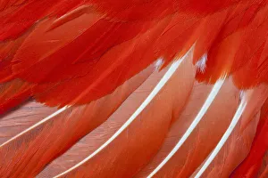 Modern Bird Feather Designs Gallery: Feather, Pattern, Design, Colorful, Structure