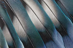 Images Dated 14th March 2010: Feather, Pattern, Design, Colorful, Structure