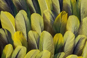 Images Dated 14th February 2010: Feather, Pattern, Design, Colorful, Structure