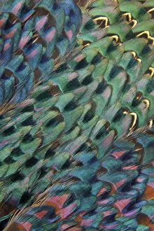 Images Dated 16th November 2011: Feather, Pattern, Design, Colorful, Structure