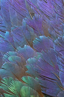 Images Dated 16th April 2010: Feather, Pattern, Design, Colorful, Structure