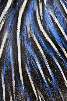 Images Dated 24th April 2010: Feather, Pattern, Design, Colorful, Structure