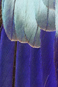 Images Dated 2nd November 2011: Feather, Pattern, Design, Colorful, Structure