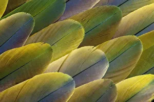 Images Dated 31st March 2010: Feather, Pattern, Design, Colorful, Structure