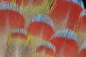 Images Dated 21st December 2009: Feather, Pattern, Design, Colorful, Structure