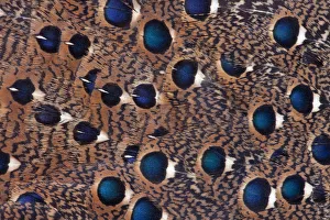 Images Dated 22nd March 2010: Feather, Pattern, Design, Colorful, Structure