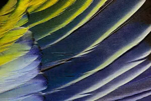 Images Dated 24th November 2011: Feather, Pattern, Design, Colorful, Structure
