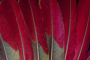 Images Dated 29th March 2010: Feather, Pattern, Design, Colorful, Structure
