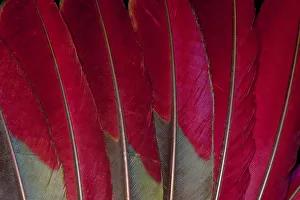Images Dated 29th March 2010: Feather, Pattern, Design, Colorful, Structure