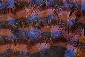 Images Dated 18th April 2010: Feather, Pattern, Design, Colorful, Structure