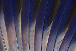 Images Dated 25th November 2011: Feather, Pattern, Design, Colorful, Structure