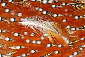 Images Dated 19th November 2011: Feather, Pattern, Design, Colorful, Structure