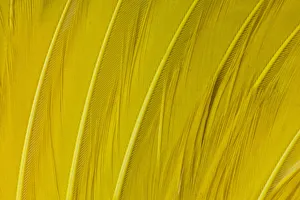 Modern Bird Feather Designs Gallery: Feather, Pattern, Design, Colorful, Structure