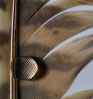 Images Dated 28th August 2017: Feather with Water Droplets on
