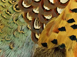 Images Dated 10th August 2009: Feathers, Beauty in Nature, Pattern, Pheasant