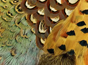 Feathers Collection: Feathers, Beauty in Nature, Pattern, Pheasant