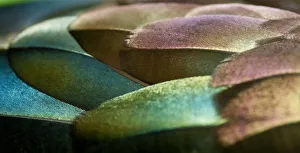 Feathers Collection: Feathers, Design, Pattern, Greens, Wildlife