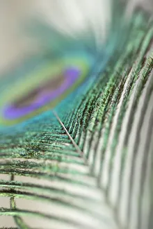 Modern Bird Feather Designs Gallery: Feathers of a peacock