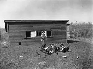 Feeding Chickens