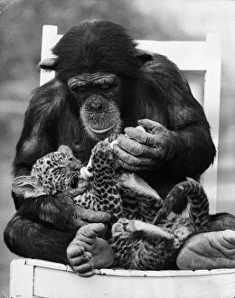 Images Dated 1st January 1971: Feeding Cub