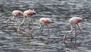 Images Dated 10th October 2015: Four feeding Greater Flamingos in water