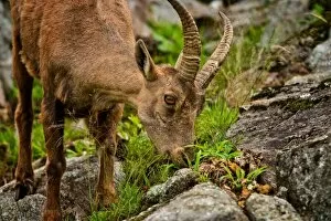 Images Dated 4th July 2014: Feeding Ibex