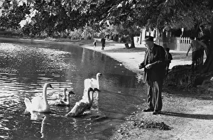 Swan Prints: Feeding The Swans