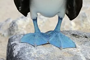 Feet of the Blue-footed Booby (Sula nebouxii), Espanola Island, Galapagos, Ecuador