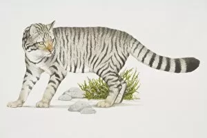 Felis sylvestris, Wild Cat with stripey pattern
