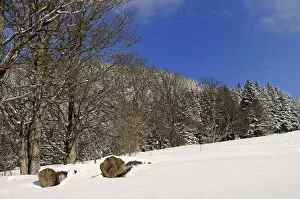 Felled trees, sycamore maple trees -Acer plantanoides- on a snow-covered meadow, Leitzachtal, bei Elbach, Upper Bavaria