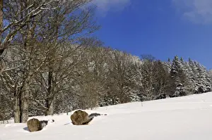 Felled Prints: Felled trees, sycamore maple trees -Acer plantanoides- on a snow-covered meadow
