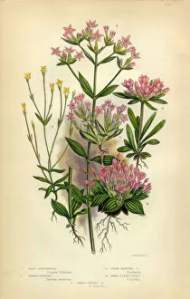 Images Dated 1st February 2016: Felwort, Gentian, Gentianella, Centaury and Tufted, Victorian Botanical Illustration