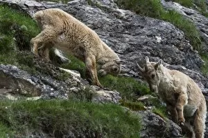Images Dated 17th June 2013: Two female Alpine Ibexes -Capra ibex-, Graubuenden, Switzerland