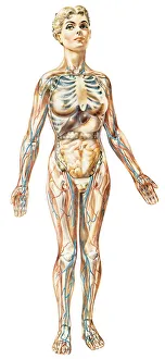 Images Dated 31st March 2015: Female anatomy