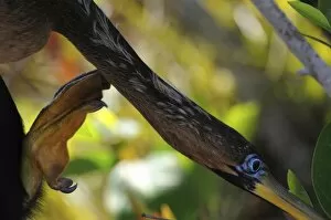 Female anhinga, Anhinga anhinga, itching her neck. Everglades National Park, Florida, UDA