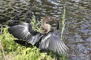 Images Dated 21st July 2008: Female anhinga, Anhinga anhinga, with a walking catfish, Clarias batrachus, that it just caught