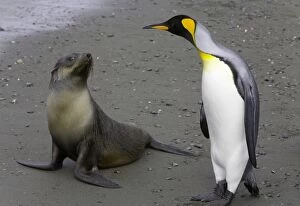 Images Dated 12th July 2006: Female Antarctic fur seal pup and king penguin side by side on beach