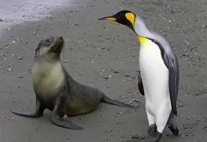 Curiosity Prints: Female Antarctic fur seal pup and king penguin side by side on beach