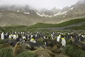 Rookery Prints: Female Antarctic fur seals passing through king penguin rookery