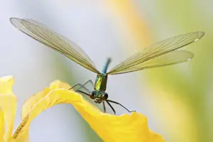 Dragonfly Prints: Female Banded Demoiselle -Calopteryx splendens- on an iris, North Hesse, Hesse, Germany