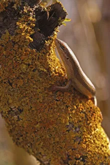 Images Dated 13th January 2018: Female bridled mabuya
