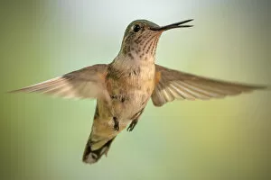 Images Dated 12th August 2017: Female broad-tailed hummingbird