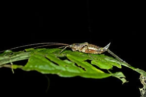 Female Bush-cricket -Tettigoniidae spec.- with an ovipositor, Tiputini rainforest, Yasuni National Park, Ecuador