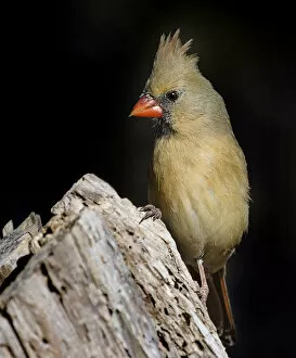 Images Dated 20th January 2018: Female Cardinal Posing on Tree Stump